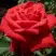 Роза СОФИ ЛОРЕН чайно-гибридная в Калинковичах