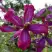 Клематис СВИТ САММЕР ЛАВ в Калинковичах