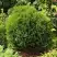 Туя ТИНИ ТИМ западная в Калинковичах