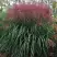 Мискантус МАЛЕПАРТУС китайский  в Калинковичах