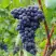 Виноград МУКУЗАНИ в Калинковичах