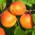 Абрикос СПАДЧЫНА в Калинковичах