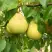 Груша ВЕЛИКАЯ ЛЕТНЯЯ (БОЛЬШАЯ ЛЕТНЯЯ) в Калинковичах