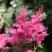 Астильба САННИ ДЕЙ гибридная в Калинковичах