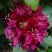 Рододендрон КАЛИ в Калинковичах