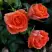 Роза ОРАНЖ ДЖЕВЕЛ миниатюрная в Калинковичах