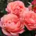 Роза КОРАЛ ЛИОНС РОУЗ флорибунда в Калинковичах
