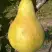 Груша КОНКОРД в Калинковичах