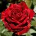 Роза РЕД ИНТУИШН чайно-гибридная в Калинковичах
