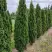 Туя ДЕГРУТ СПАЙР западная в Калинковичах