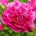 Пион НОЧНЫЕ ГРЕЗЫ древовидный в Калинковичах