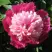 Пион КАПЛЯ РОСЫ травянистый в Калинковичах