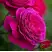 Роза МАЛИНОВЫЙ ЗВОН чайно-гибридная в Калинковичах