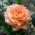 Роза ЭЛЬДОРАДО чайно-гибридная в Калинковичах