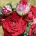 Роза РУБИ СТАР спрей в Калинковичах