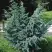 Можжевельник БЛЮ АЛЬПС китайский  в Калинковичах