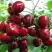 Черешня ГРОНКАВАЯ в Калинковичах