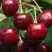 Черешня ГРОНКАВАЯ в Калинковичах