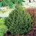 Ель КОМПАКТА обыкновенная в Калинковичах