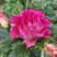 Роза БРЕРА флорибунда в Калинковичах