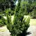 Можжевельник КАЙЗУКА китайский в Калинковичах