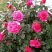 Роза МАЛИНОВЫЙ ЗВОН чайно-гибридная в Калинковичах