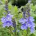 Вероника РОЯЛ БЛЮ большая в Калинковичах
