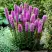 Лиатрис РОЗЕА колосковая в Калинковичах