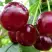 Вишня ГРИОТ БЕЛОРУССКИЙ в Калинковичах