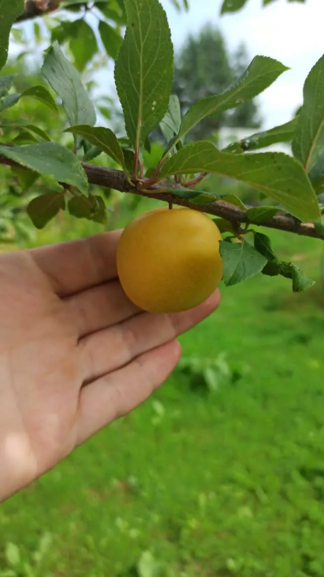 Владимир Владимир