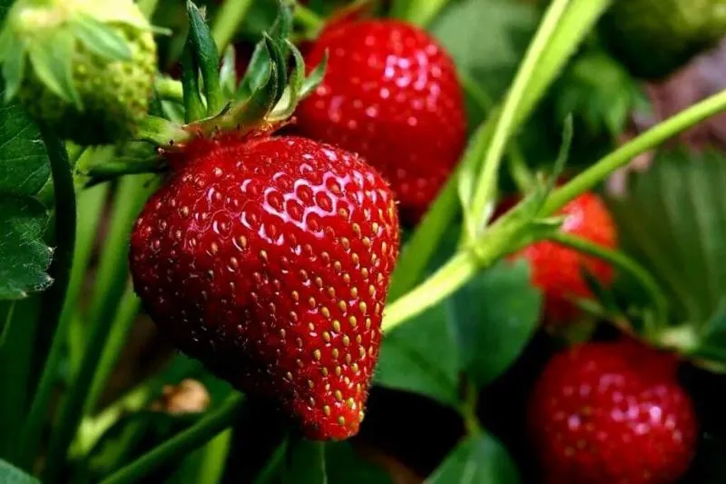 Как сажать клубнику: правила посадки, подкормки и ухода Как сажать клубнику: правила посадки, подкормки и ухода