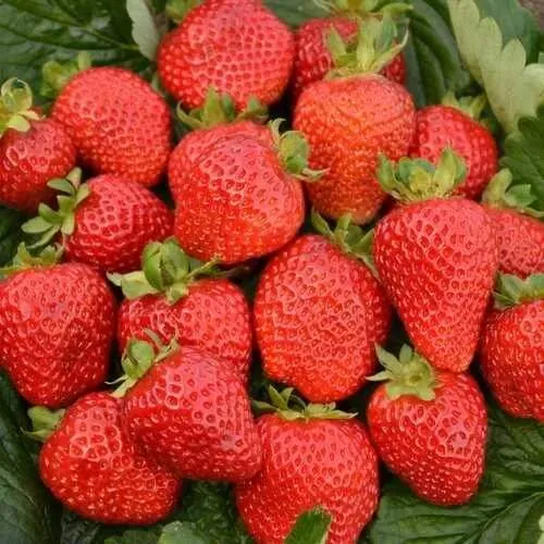 Клубника САН АНДРЕАС ремонтантная  Клубника САН АНДРЕАС ремонтантная в Калинковичах