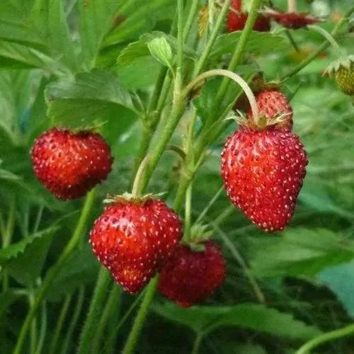 Земляника АЛЬПИЙСКАЯ  Земляника АЛЬПИЙСКАЯ в Калинковичах