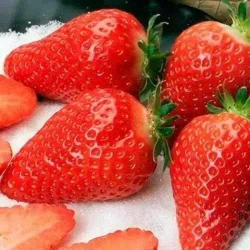 Клубника АЛЬБА  Клубника АЛЬБА в Калинковичах