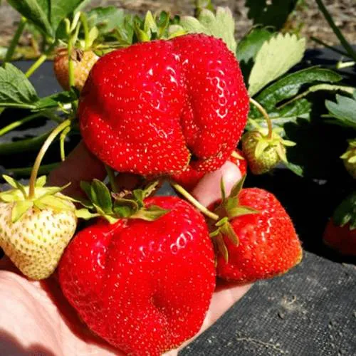 Клубника АПРИКА  Клубника АПРИКА в Калинковичах