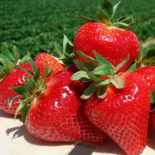 Клубника ДЖОЛИ  Клубника ДЖОЛИ в Калинковичах