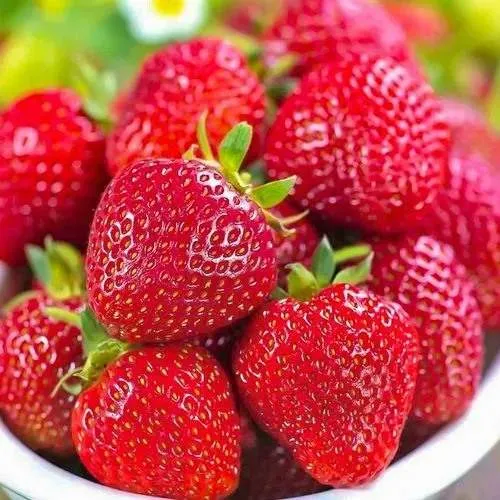 Клубника СИЛЬВИЯ  Клубника СИЛЬВИЯ в Калинковичах