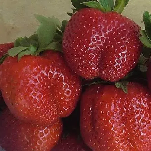 Клубника ДЕСТЕНИ  Клубника ДЕСТЕНИ в Калинковичах