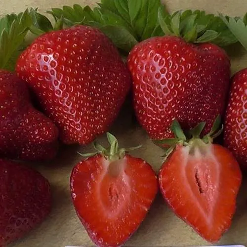 Клубника САНДРА  Клубника САНДРА в Калинковичах