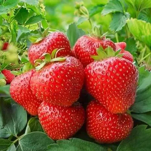 Клубника КИМБЕРЛИ  Клубника КИМБЕРЛИ в Калинковичах