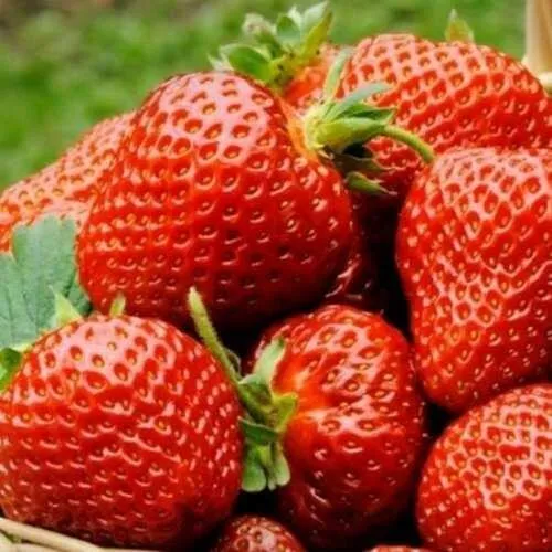 Клубника ФЛОРЕНС  Клубника ФЛОРЕНС в Калинковичах