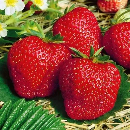 Клубника ВИМА ЗАНТА  Клубника ВИМА ЗАНТА в Калинковичах