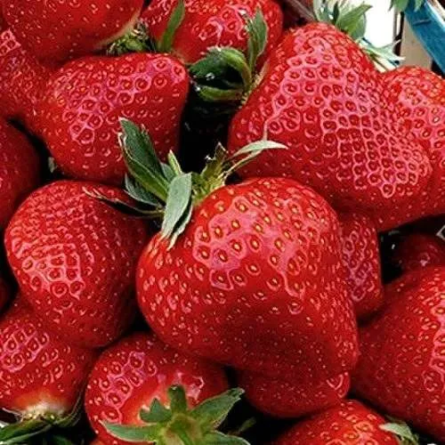 Клубника КЛЕРИ  Клубника КЛЕРИ в Калинковичах