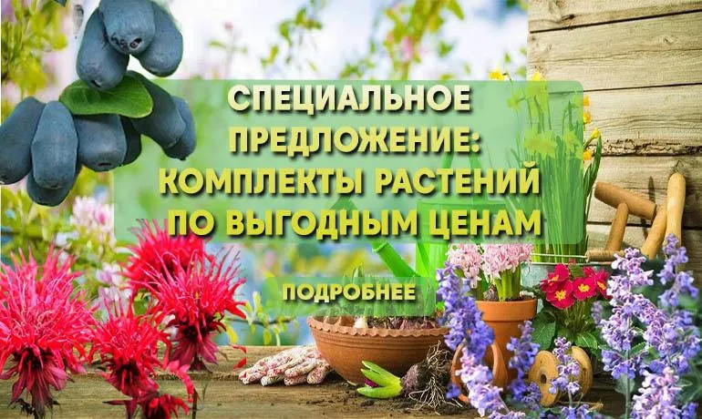 МНОГОЛЕТНИКИ РБ МНОГОЛЕТНИКИ РБ