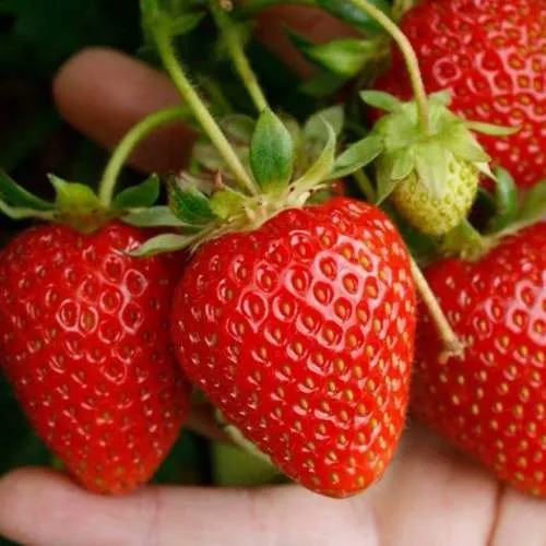 Клубника ПОРТОЛА ремонтантная  Клубника ПОРТОЛА ремонтантная в Калинковичах