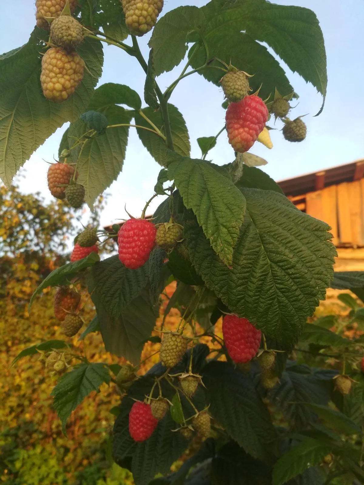 Роман Роман