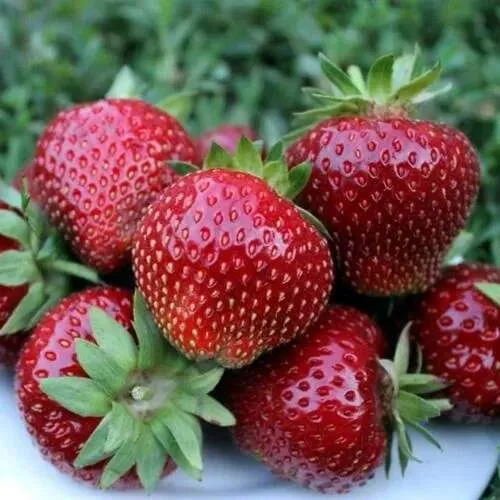 Клубника МАЛЬВИНА  Клубника МАЛЬВИНА в Калинковичах