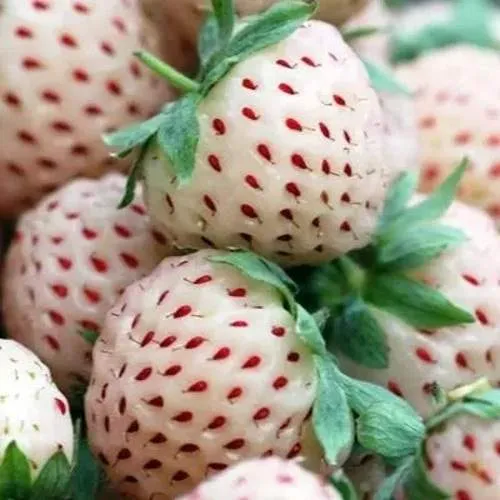 Клубника АНАНАСА ремонтантная  Клубника АНАНАСА ремонтантная в Калинковичах