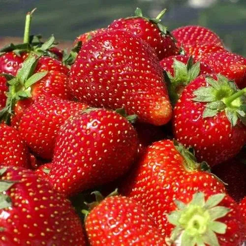 Клубника ПИРЧИНКЬЮ  Клубника ПИРЧИНКЬЮ в Калинковичах