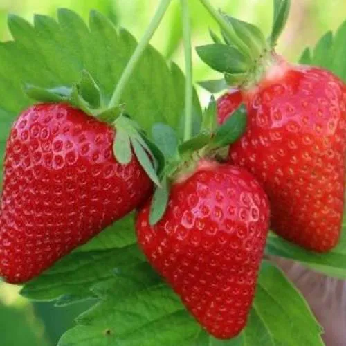 Клубника КЛОДИЯ  Клубника КЛОДИЯ в Калинковичах